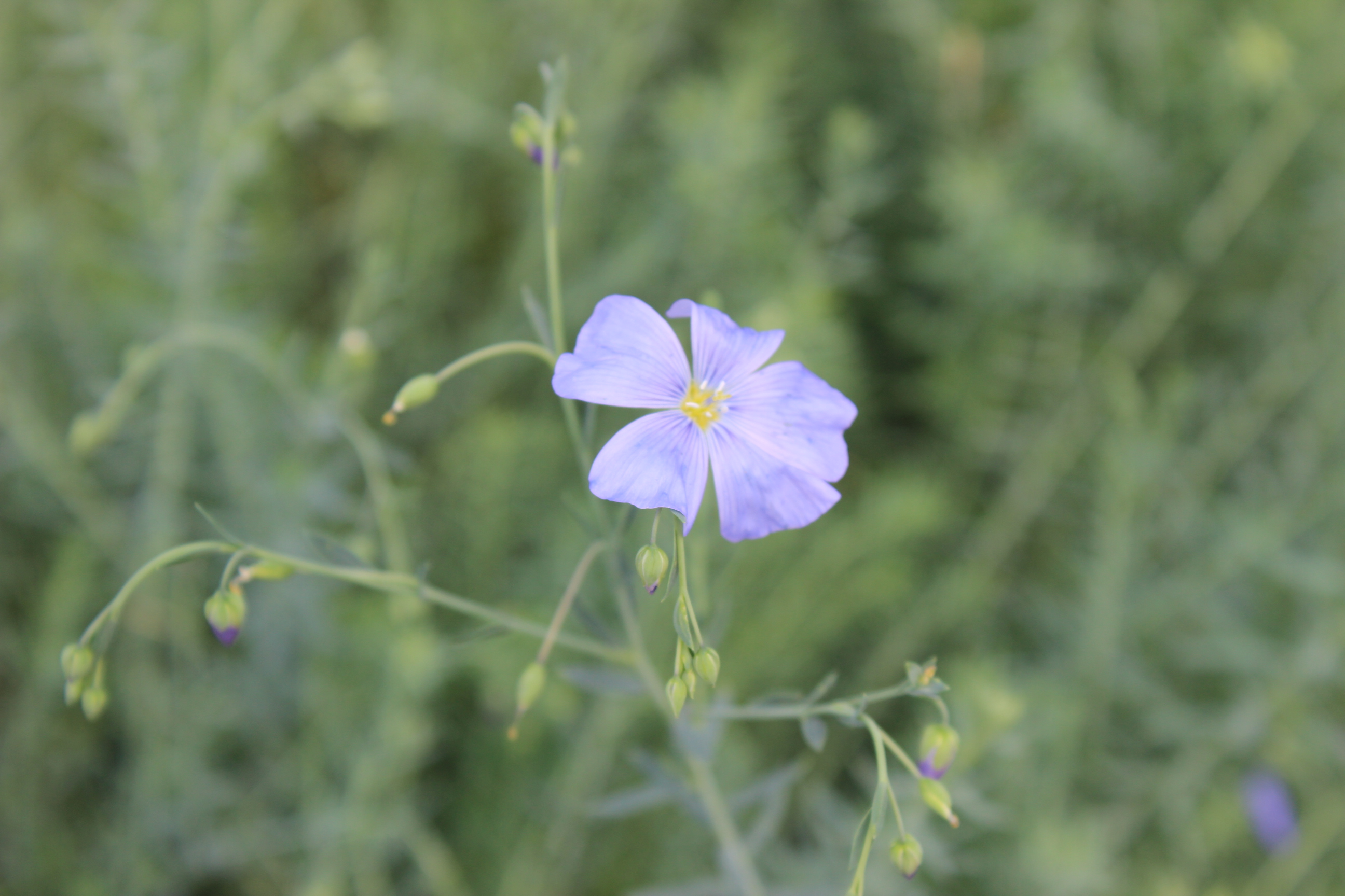 Linum Perenne, Staudenlein