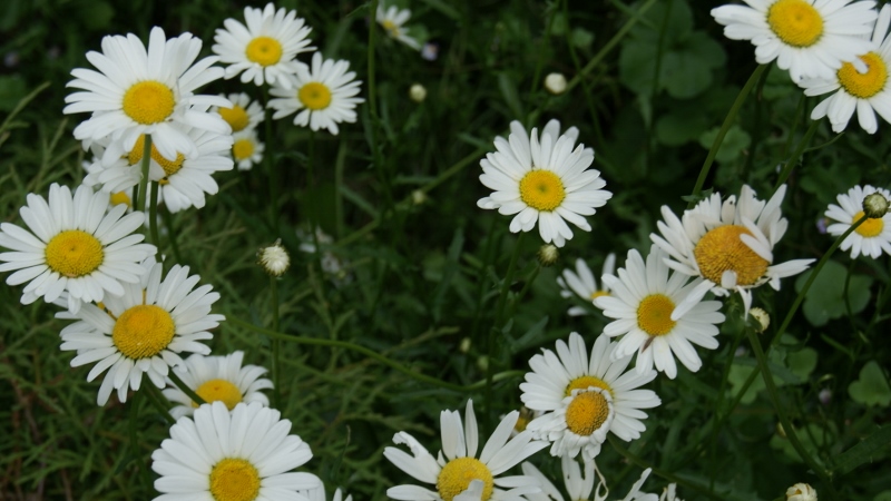 Aster Alpinus, Alpen-Aster