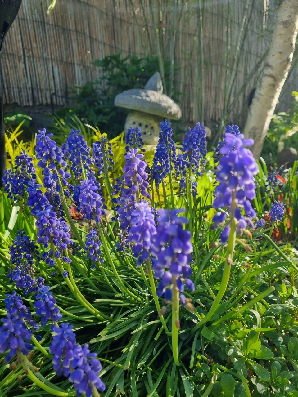 Muscari, Traubenhyazinthe