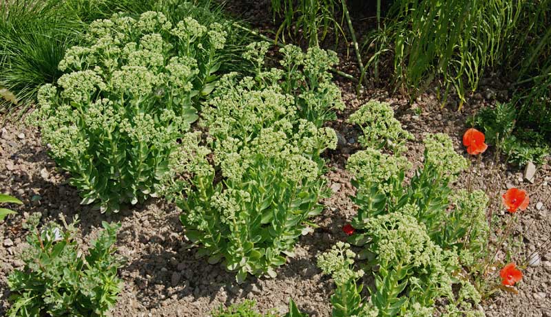 Hylotelephium Herbstfreude, Hohes-Fettblatt