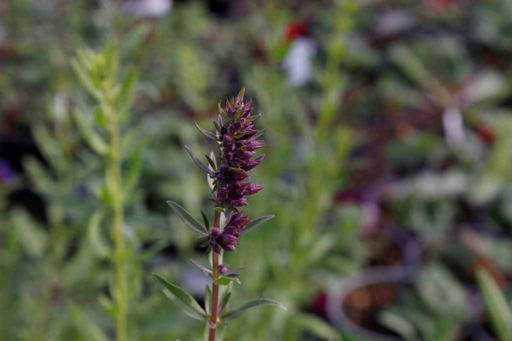 Hyssopus officinalis, Ysopkraut