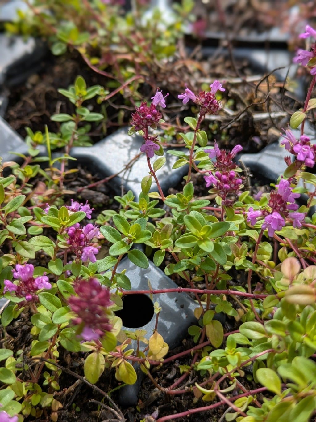 Thymus serpyllum coccineus - Roter Sand-Thymian 