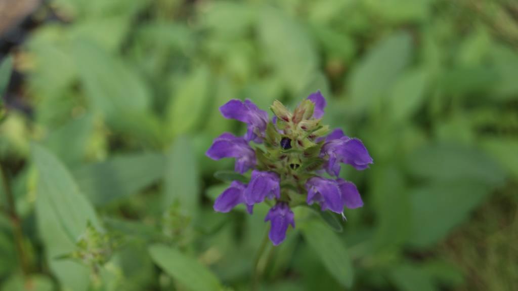 Prunella vulgaris, Braunelle