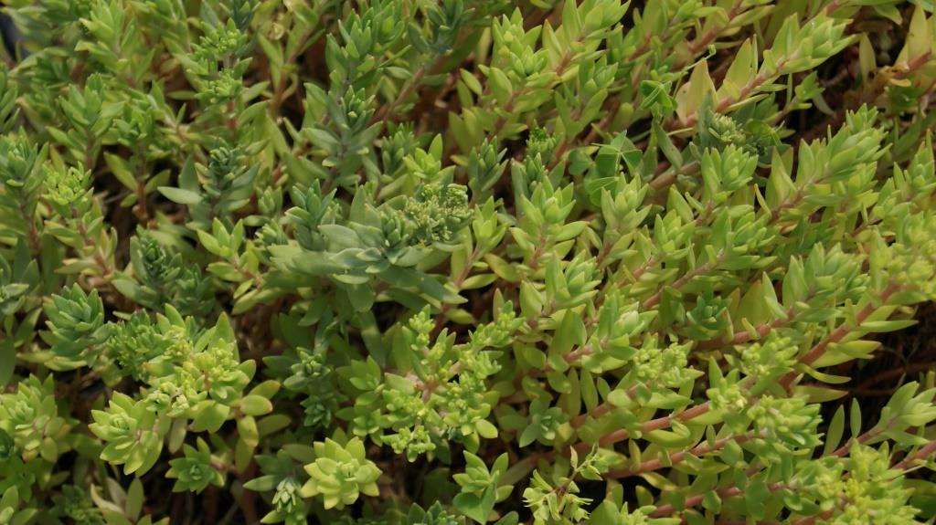 Sedum sarmentosum, Chinaranken Sedum