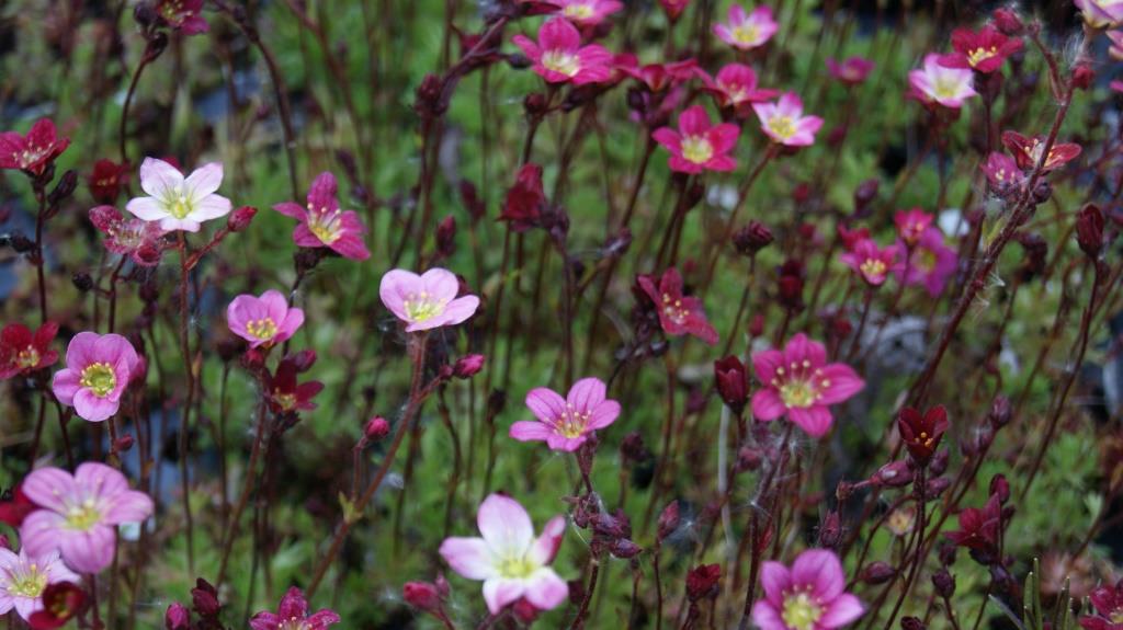 Saxifraga arendsii, Moossteinbrech