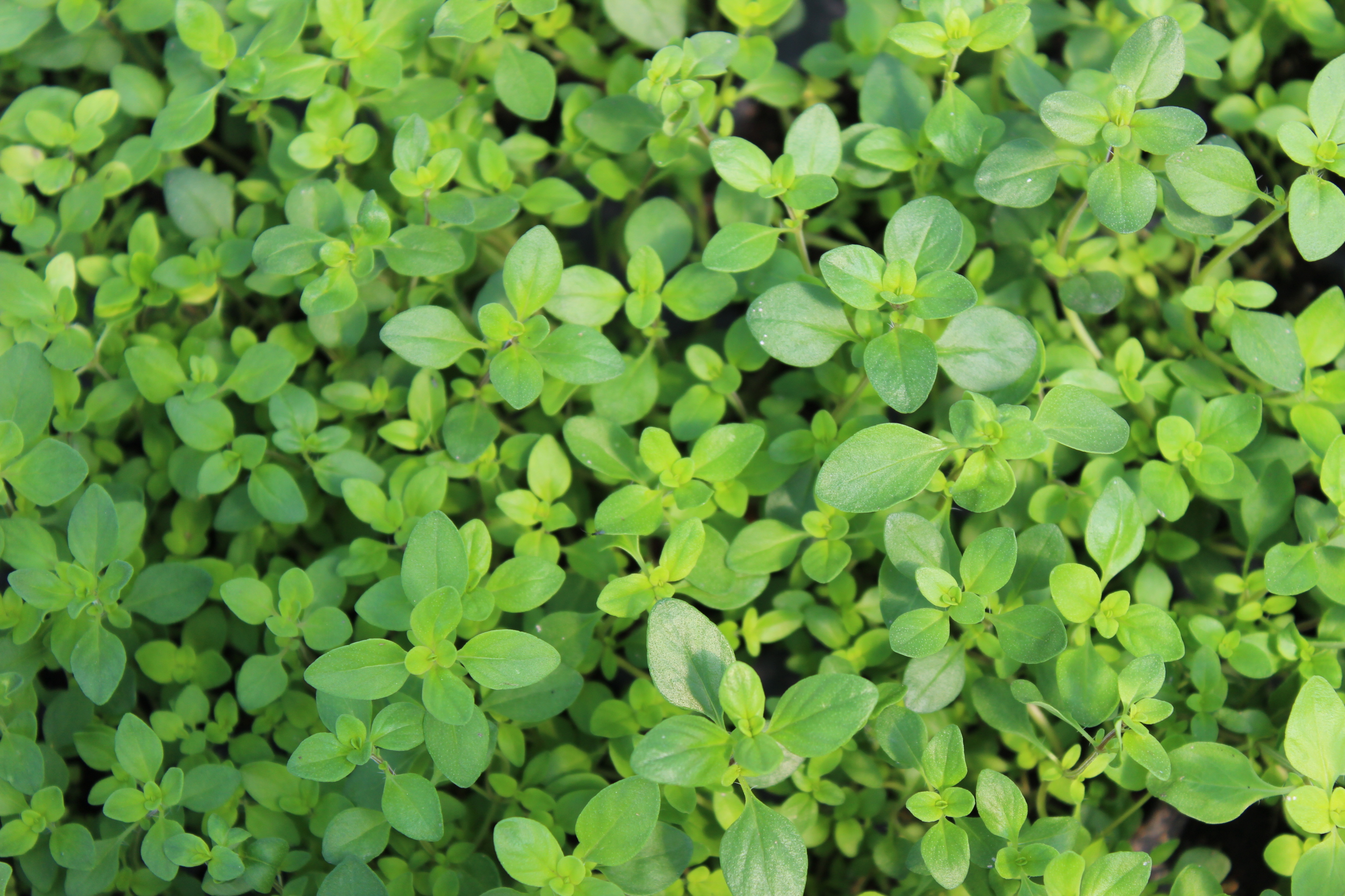 Thymus pulegioides – Echter Quendel