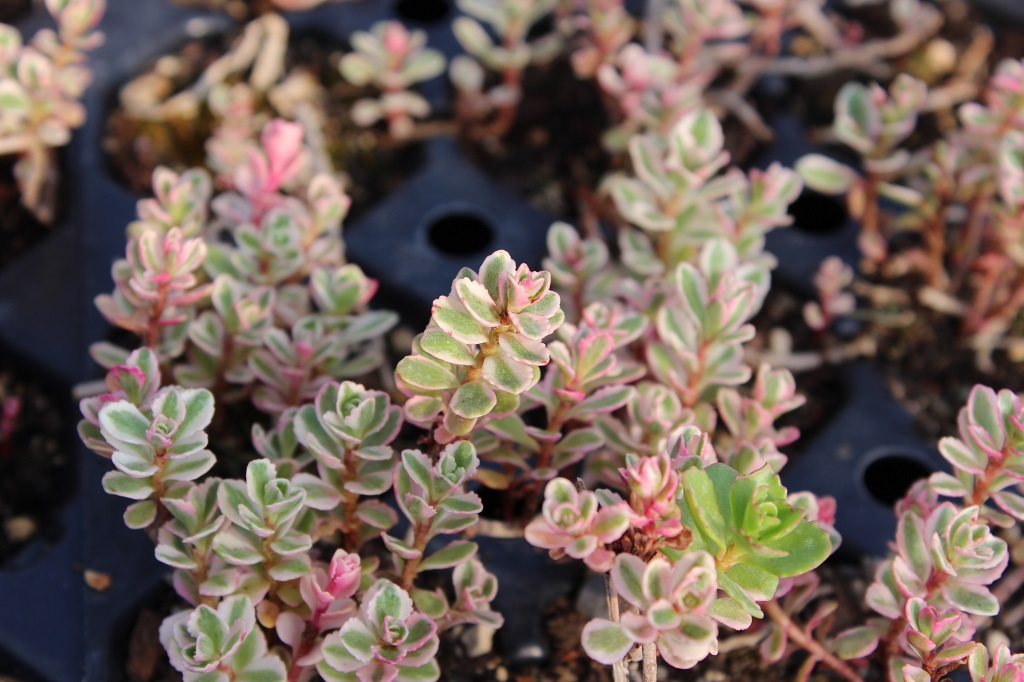 Sedum spurium tricolor - Teppichsedum