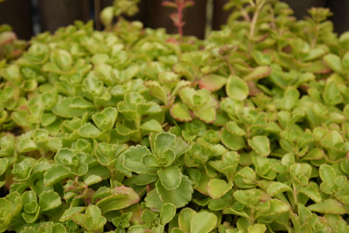 Sedum spurium roseum - Rosa Teppich-Fettblatt