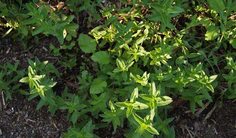 Veronica teucrium, Großer Ehrenpreis