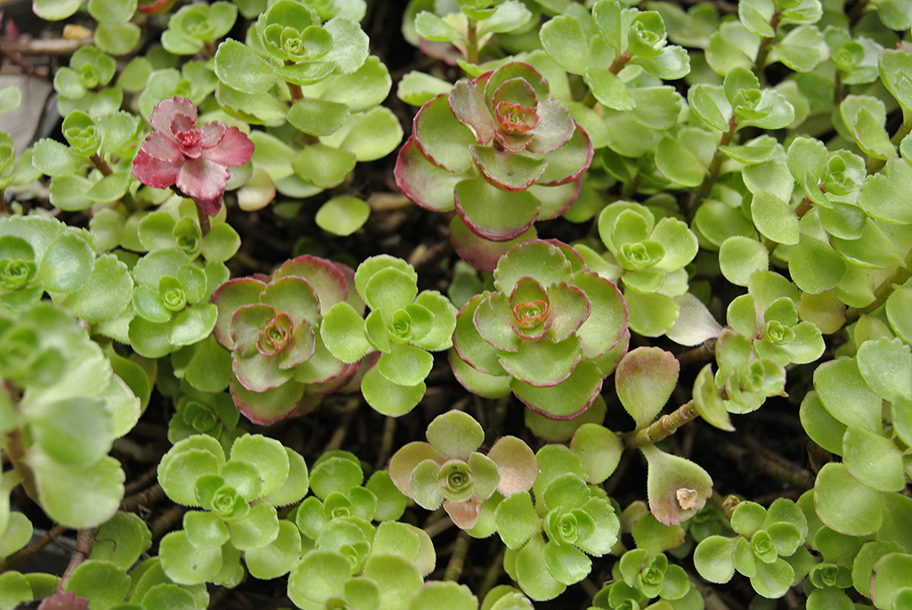 Sedum-Rot-Rosa-mix Sedumsprossen Rosa-Mix