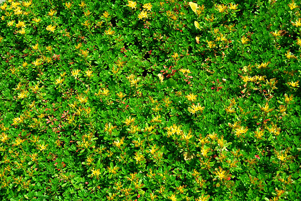 Sedum hybridum, Immergrünchen