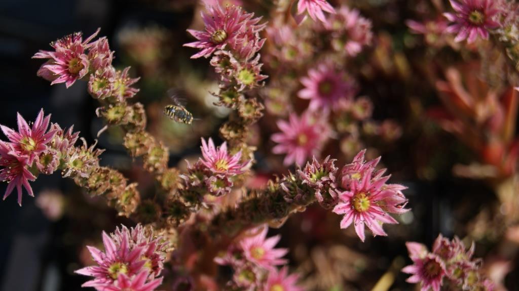 sempervivum-dach Sempervivum in Sorten, Dachwurz
