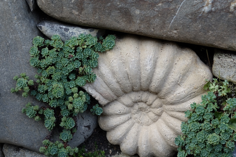 Rhodiola primuloides var. pachyclados, Afghanischer Rosenwurz