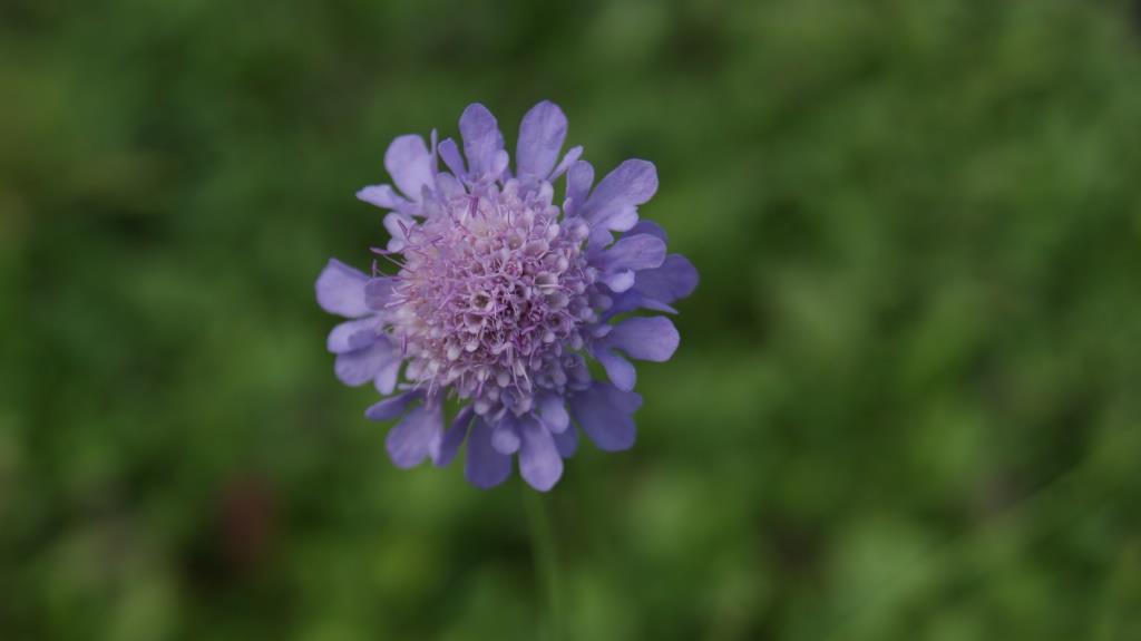 Scabiosa columbaria, Tauben-Skabiose