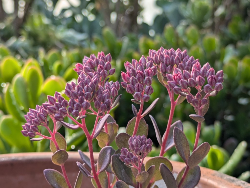 Sedum Sun Sparkler, Polster-Fetthenne