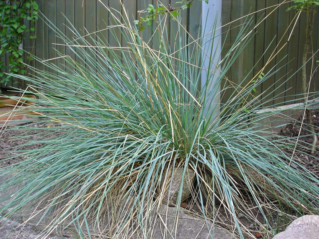 Festuca cinerea glauca, Blauschwingel