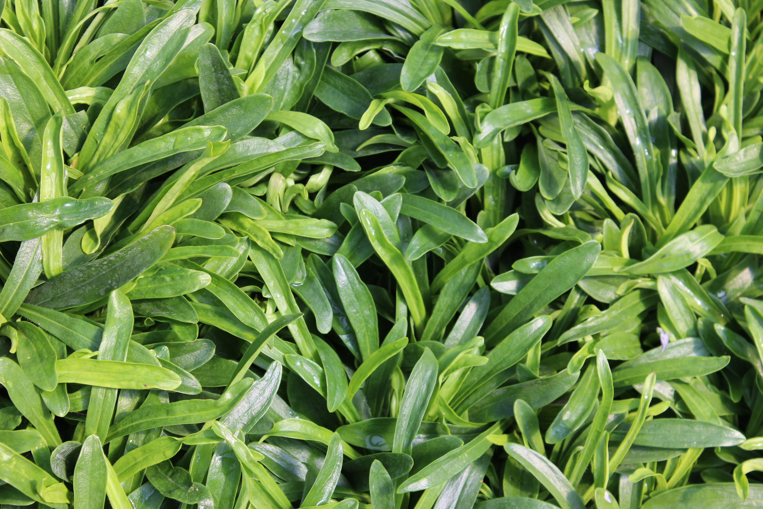 Dianthus armeria - Raue Nelke