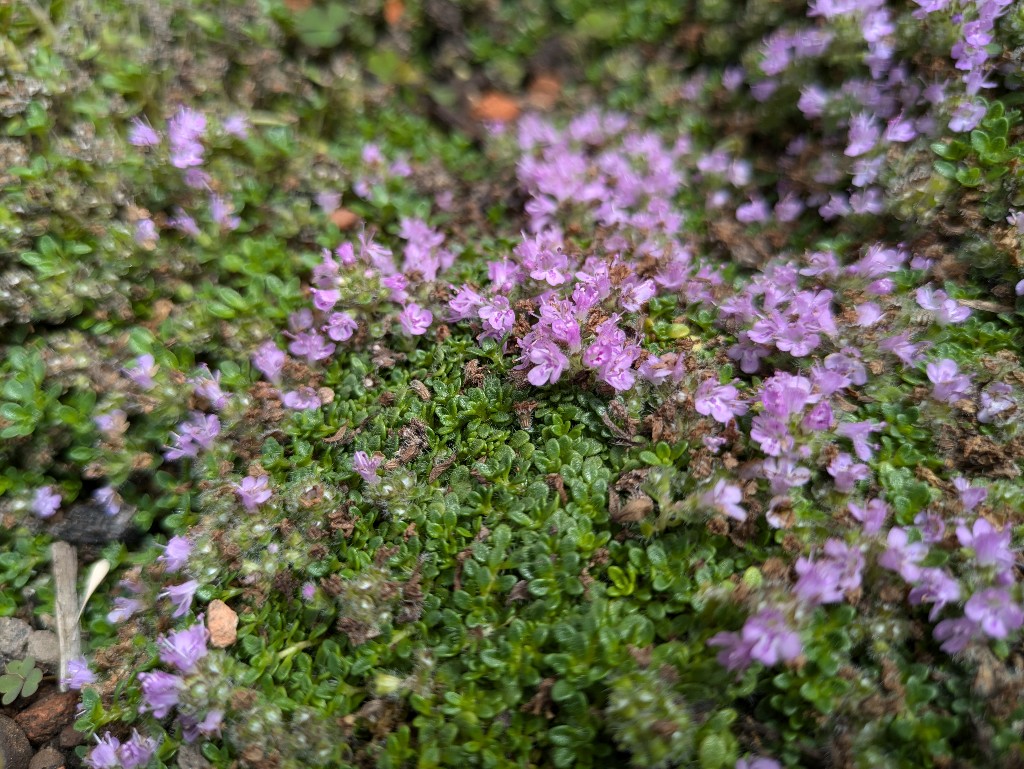 Pflanzteppich-Thymus-praecox Pflanzenteppiche Stauden