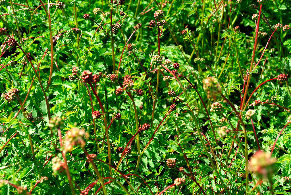 Sanguisorba minor, Pimpinelle