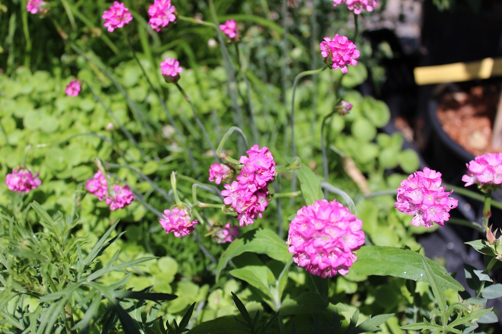 Armeria maritima, Grasnelke