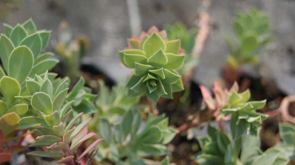 Euphorbia myrsinites, Walzenwolfsmilch