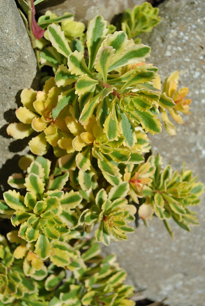 Sedum Hybridum Variegata, Sibirische Fetthenne
