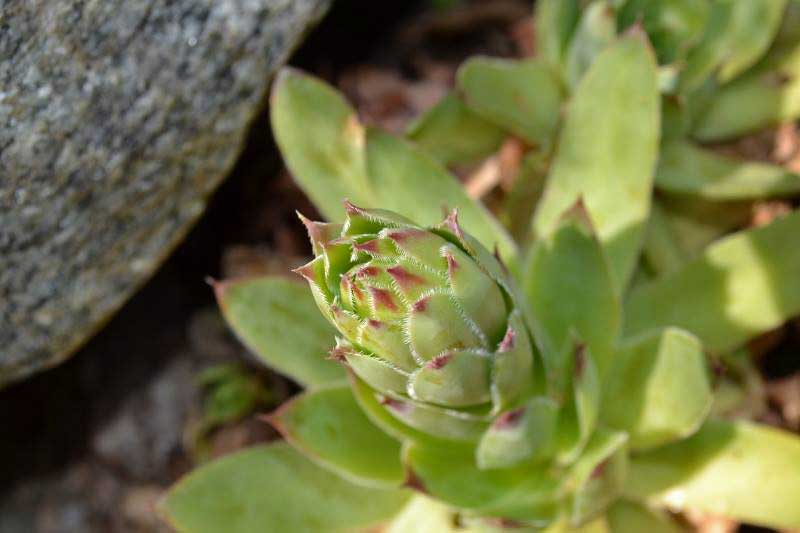 sempervivum-bluete_bambuswald Sempervivum in Sorten, Dachwurz