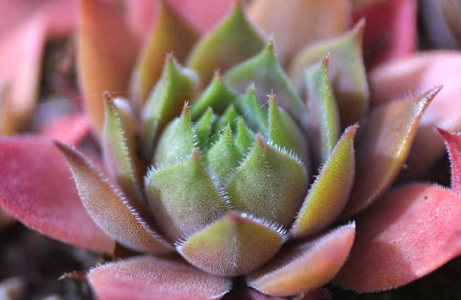 sempervivum-dachwurz-4 Sempervivum in Sorten, Dachwurz