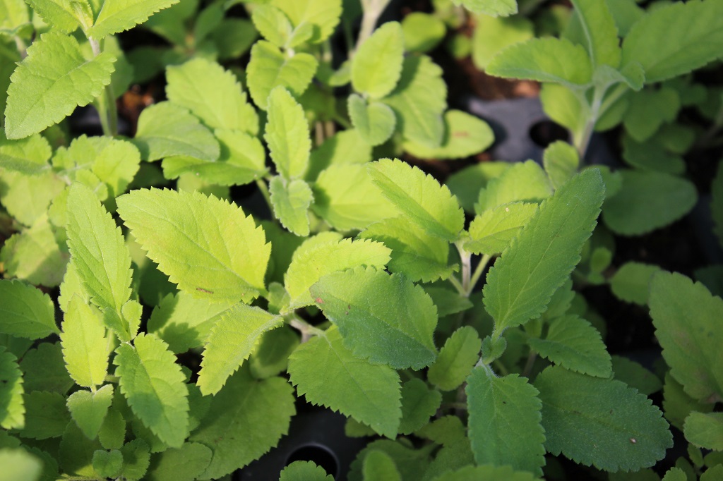 Veronica spicata, Ähriger Ehrenpreis