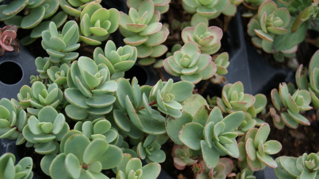 Sedum ewersii, Himalaja-Fettblatt