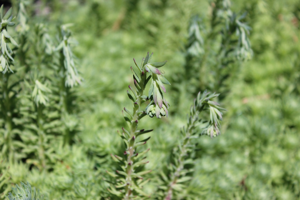 Sedum forsterianum, Schlangenmoos