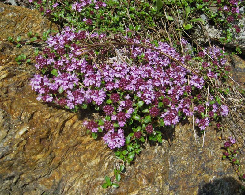 thymus-serpyhllum-bambuswald3 Thymus serpyllum, Sandthymian