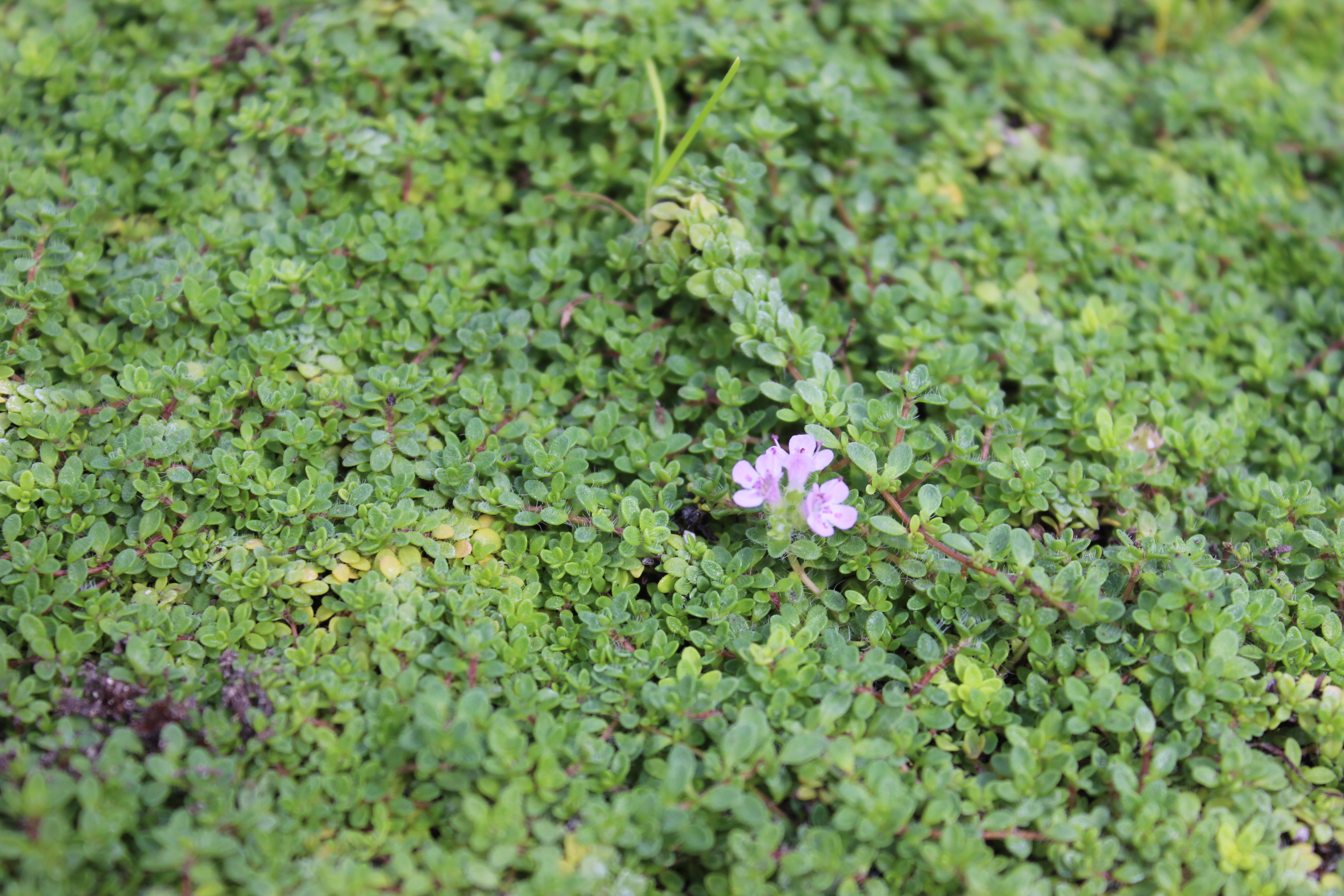 Thymus praecox minor, Zwergiger Thymian minor