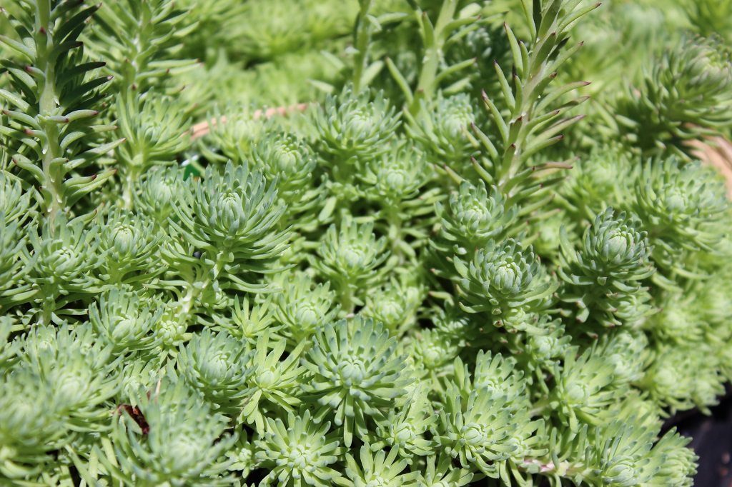 Sedum forsterianum, Schlangenmoos
