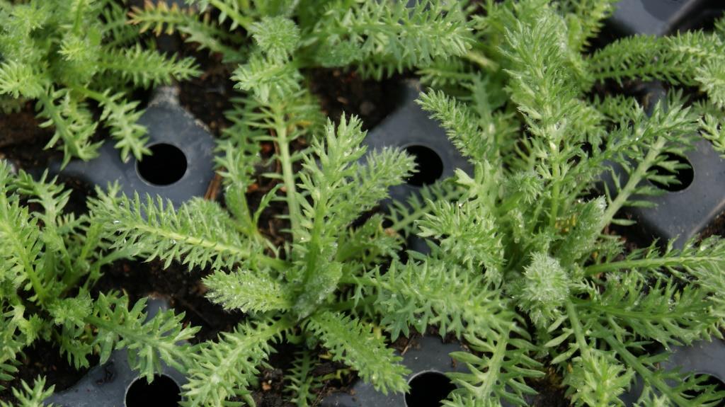Achillea tomentosa, Teppichschafgarbe