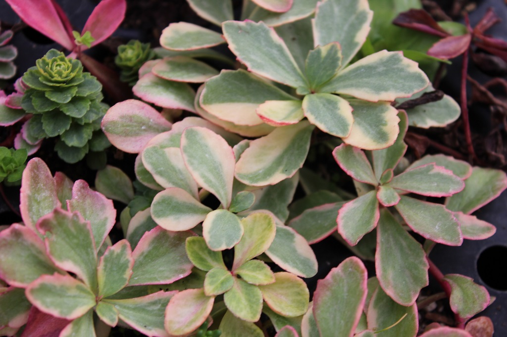 Sedum kamtschaticum variegatum, Buntes Kamtschatika-Fettblatt