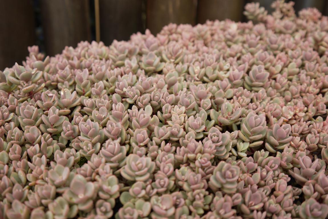 sedum-cyaneum-rosenteppich-sedum-dachgarten24-5 Hylotelephium cyaneum Rosenteppich, Blaugraues Fettblatt