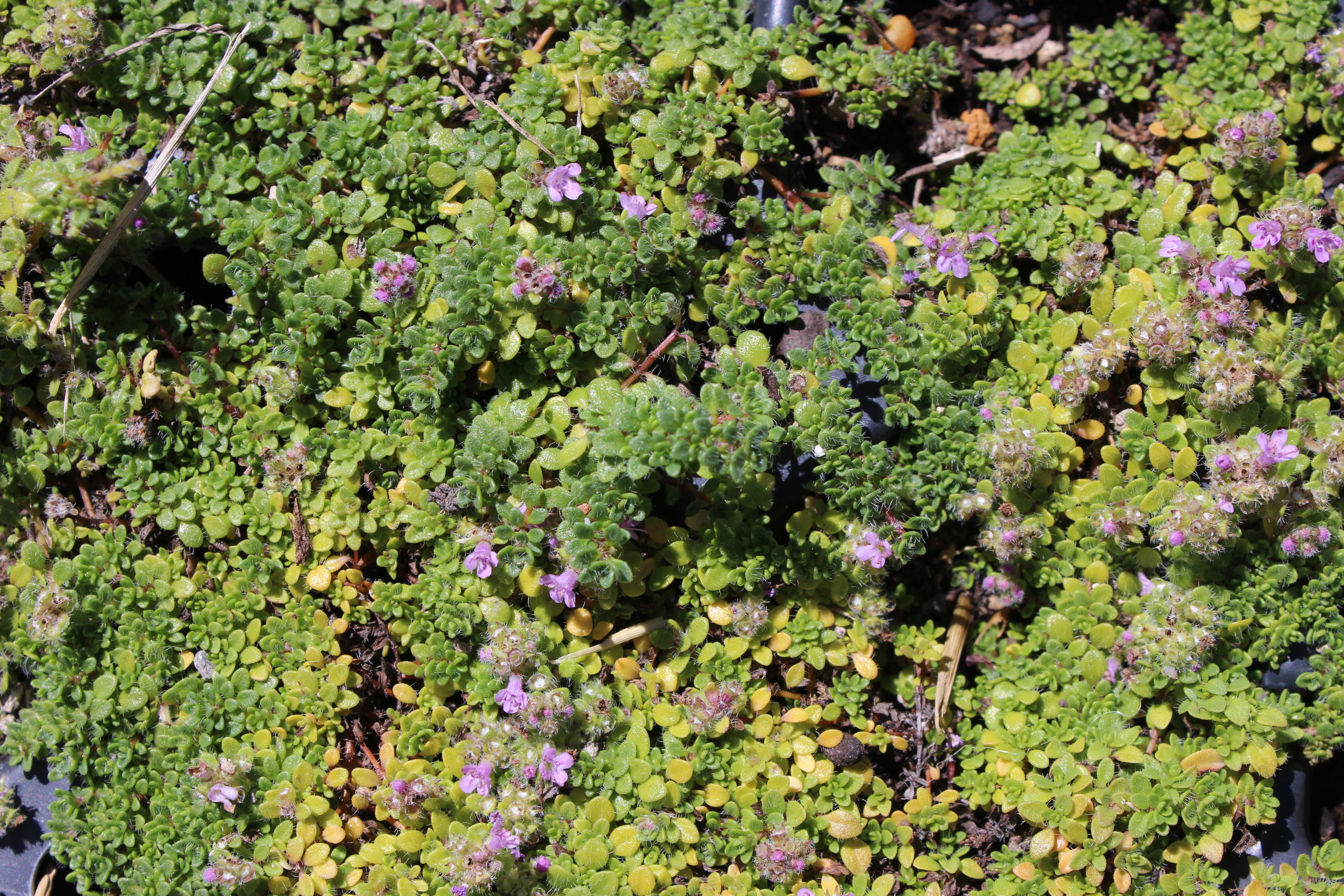 Thymus praecox minor, Zwergiger Thymian minor