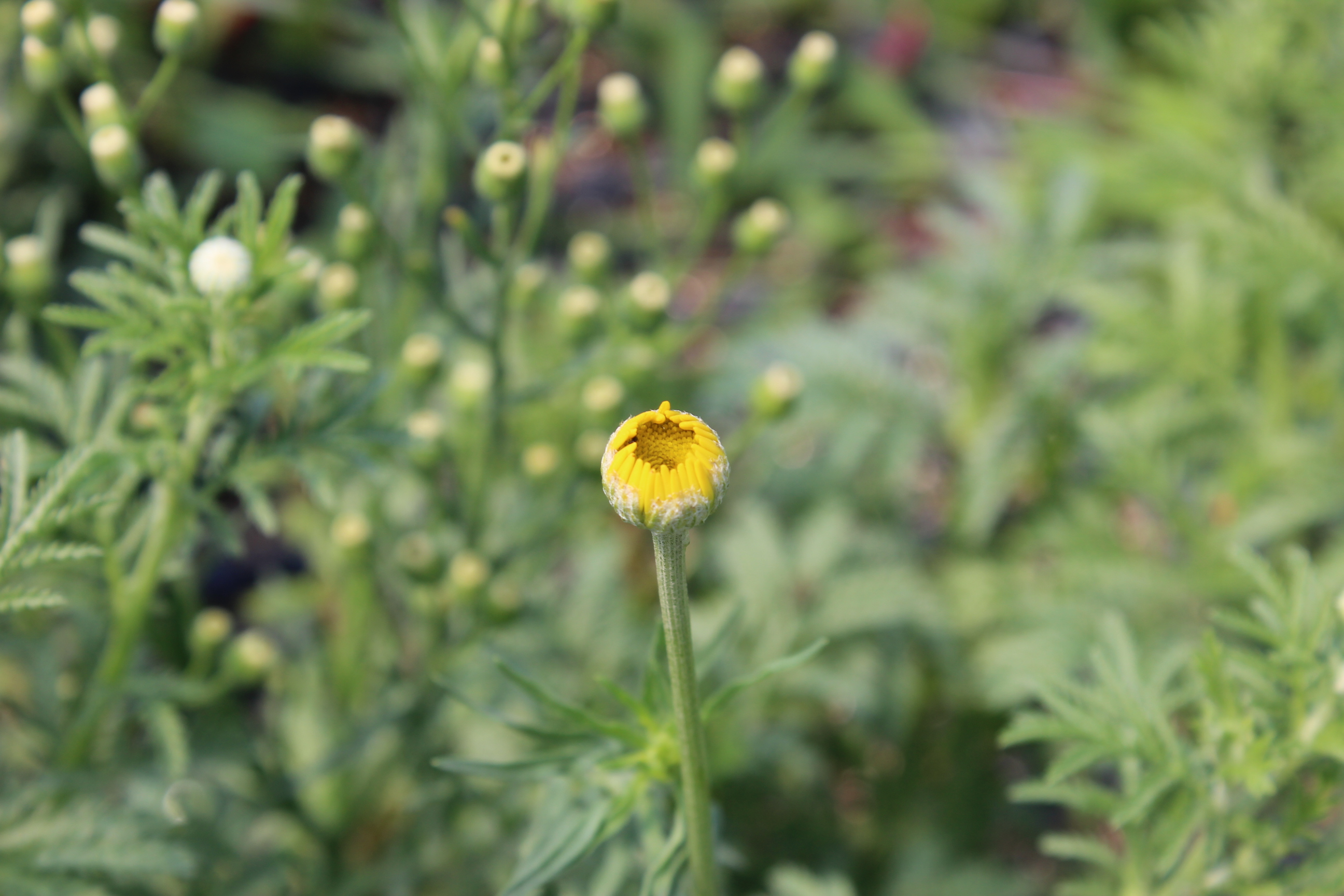 Anthemis tinctoria - Färberkamille