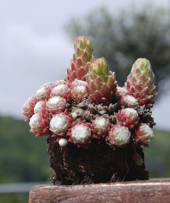 sempervivum-dachwurz-2 Sempervivum in Sorten, Dachwurz