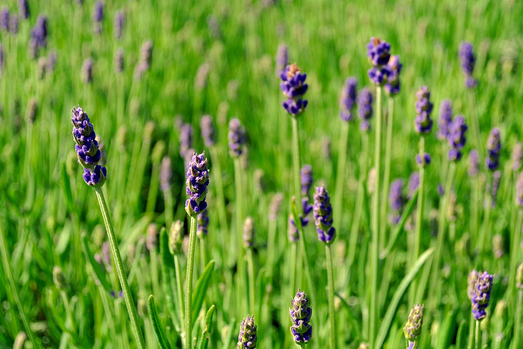 Lavandula angustifolia, Echter Lavendel