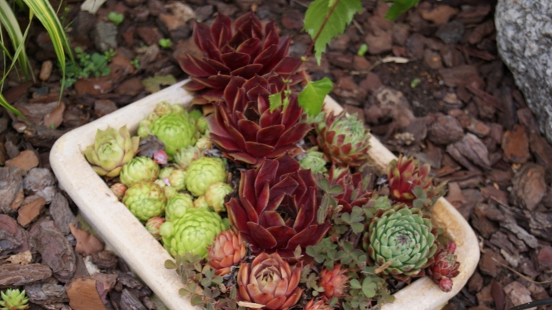 sempervivum Sempervivum in Sorten, Dachwurz