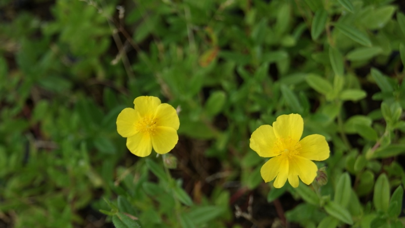 Helianthemum nummularium, Sonnenröschen