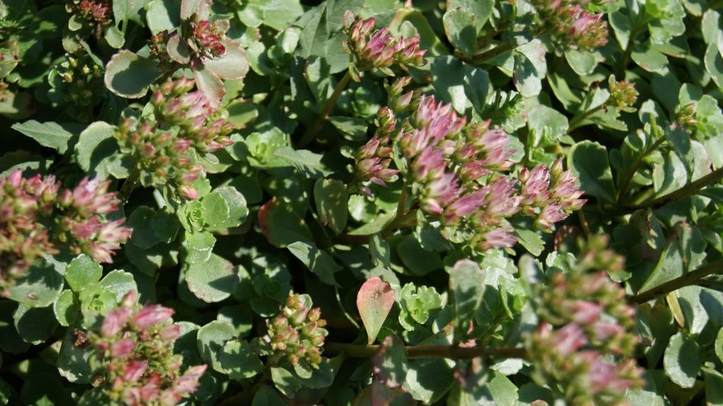 sedum-spurium-rosa Sedum spurium roseum - Rosa Teppich-Fettblatt