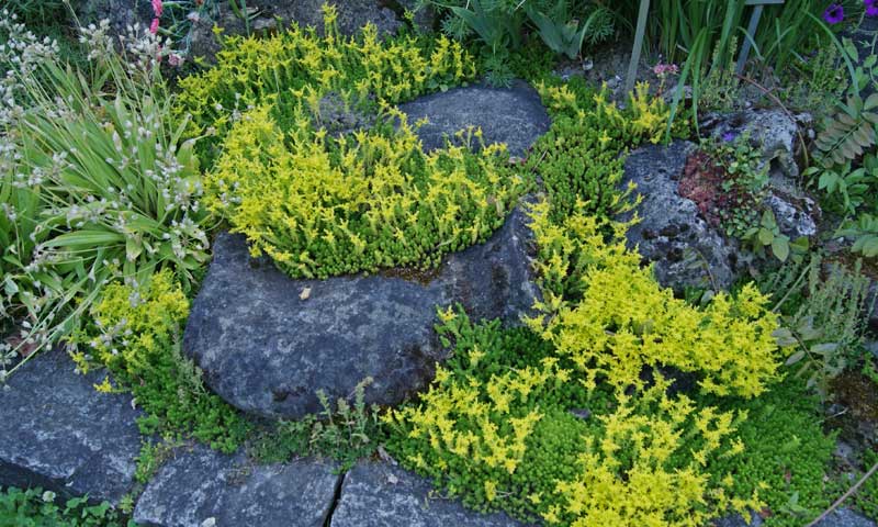 Sedum sexangulare, Milder Mauerpfeffer