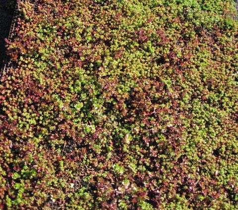 Sedum album Coral Carpet, Rotmoos Mauerpfeffer