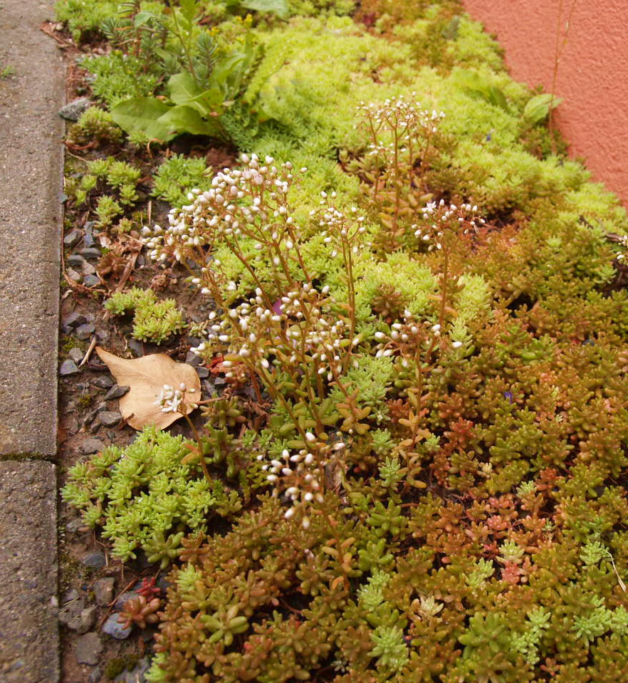 Sedum album Coral Carpet, Rotmoos Mauerpfeffer
