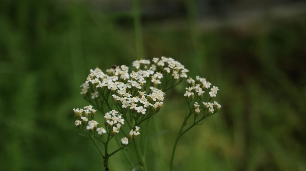Achillea millefolium, Schafgarbe