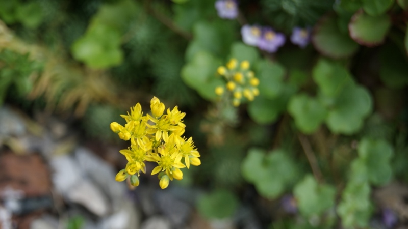 Sedum forsterianum, Schlangenmoos