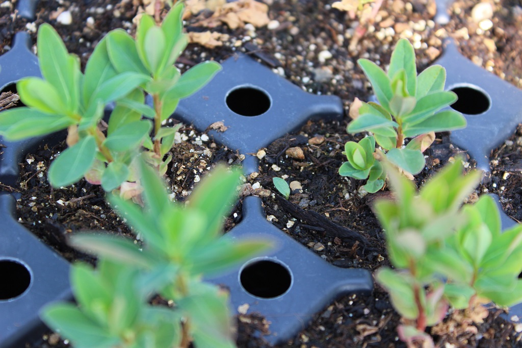 Euphorbia epithymoides – Gold-Wolfsmilch